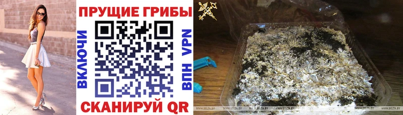 Псилоцибиновые грибы GOLDEN TEACHER  кракен зеркало  Малмыж  продажа наркотиков 